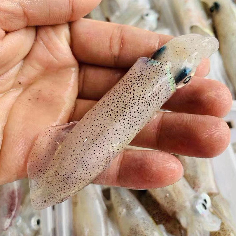 漳州东山岛灯光诱捕白小管一口小鱿鱼鲜活冷冻水产冷冻鱿鱼