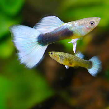 孔雀鱼活体凤尾鱼淡水纯种小型热带鱼观赏鱼一对包邮免包装