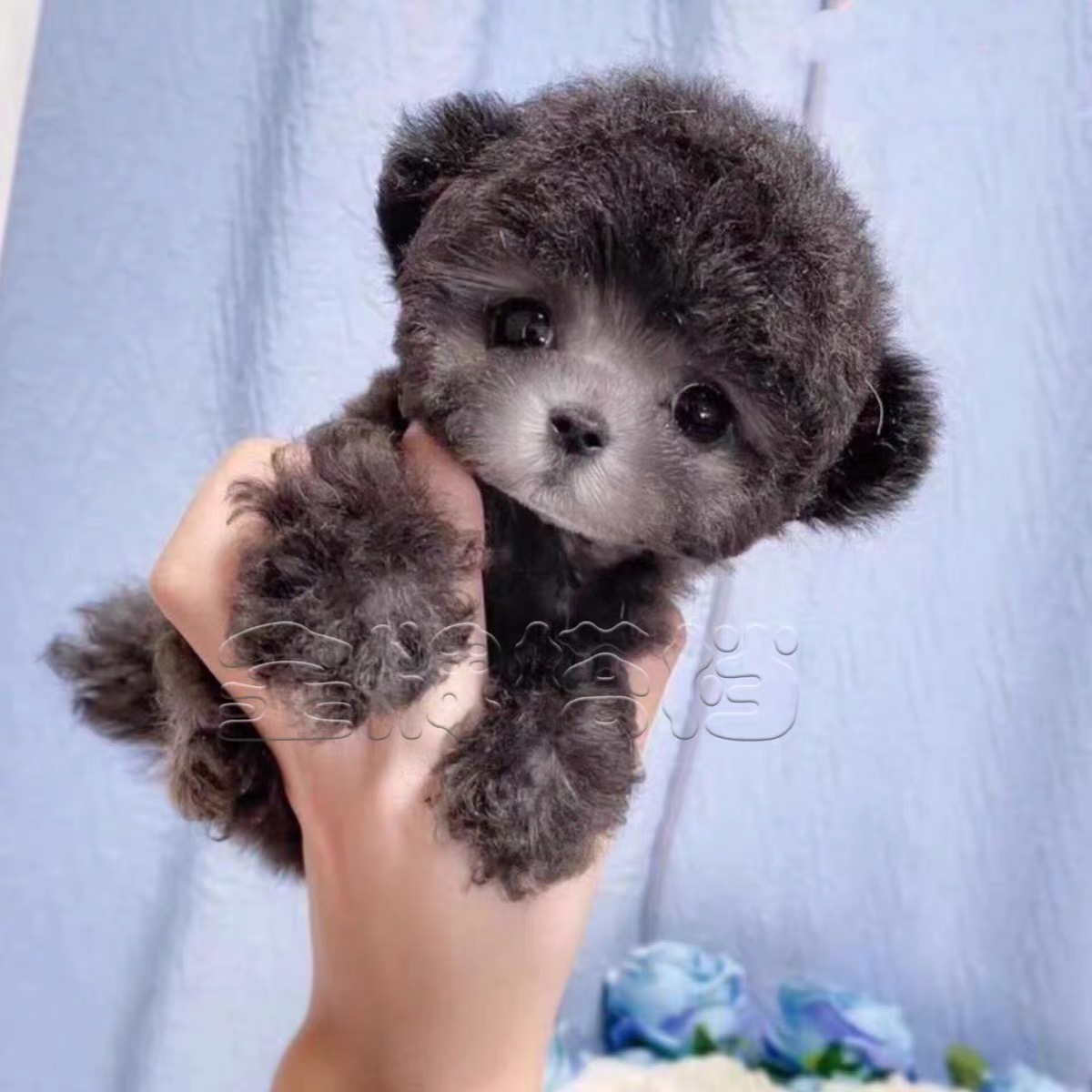 纯种香槟色泰迪犬幼犬宠物狗活体茶杯灰色小体泰迪贵宾犬北京