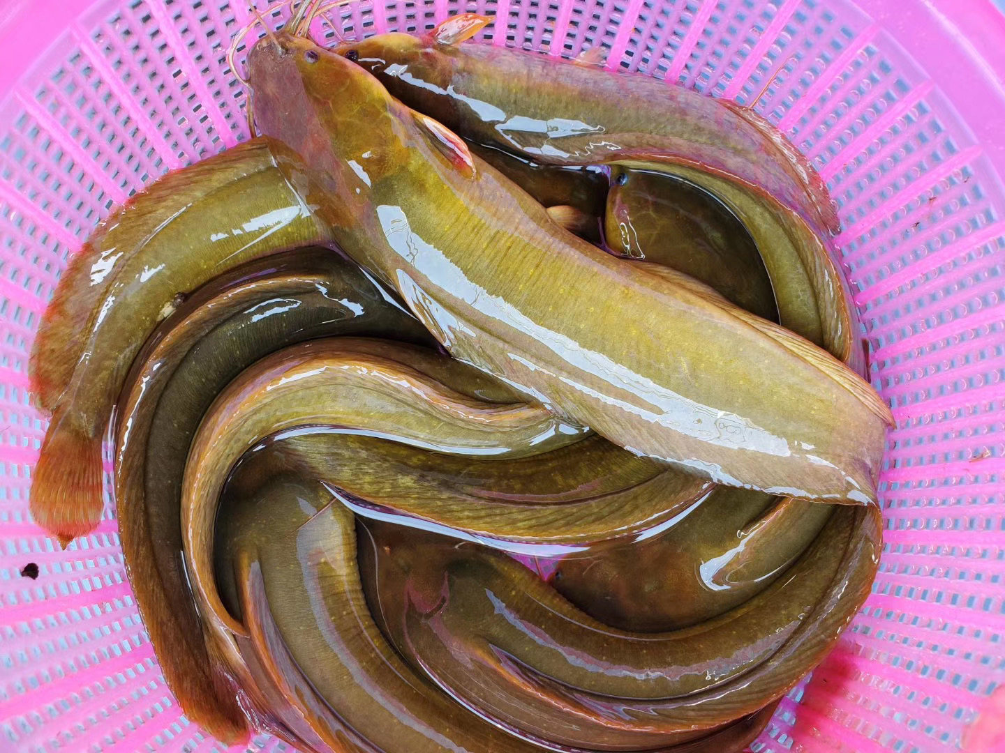 塘鲺鱼苗正宗本地三黄塘角杂交胡子鲶鱼全国水产养殖微滤机