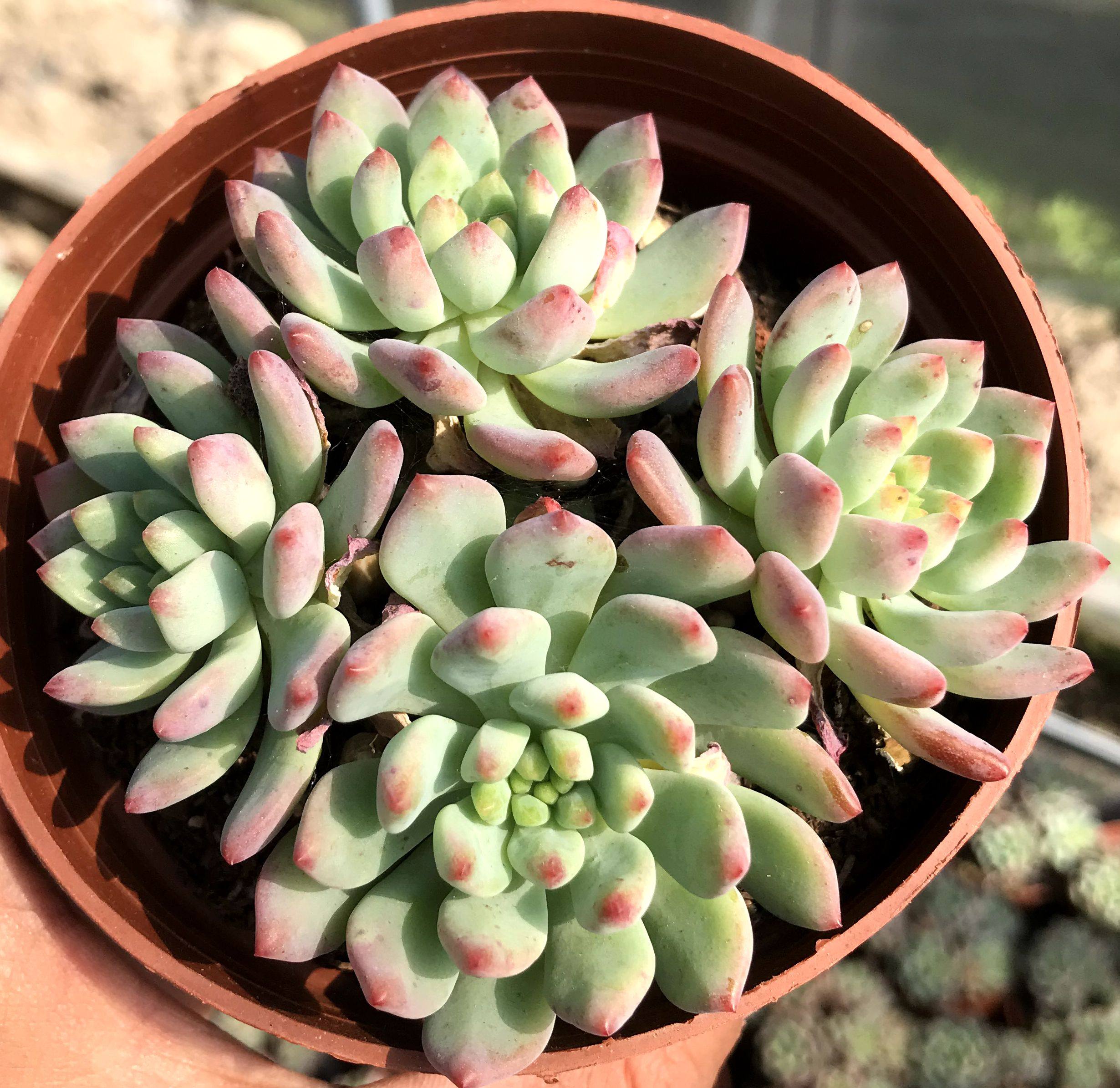 多肉植物苹果群生多头防辐射绿植盆栽创意迷你多肉植物