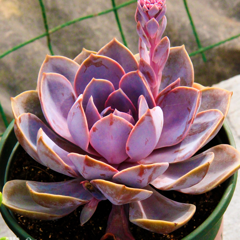 多肉植物珍珠紫丁香红心办公室室内阳台桌面绿植园艺多肉植物