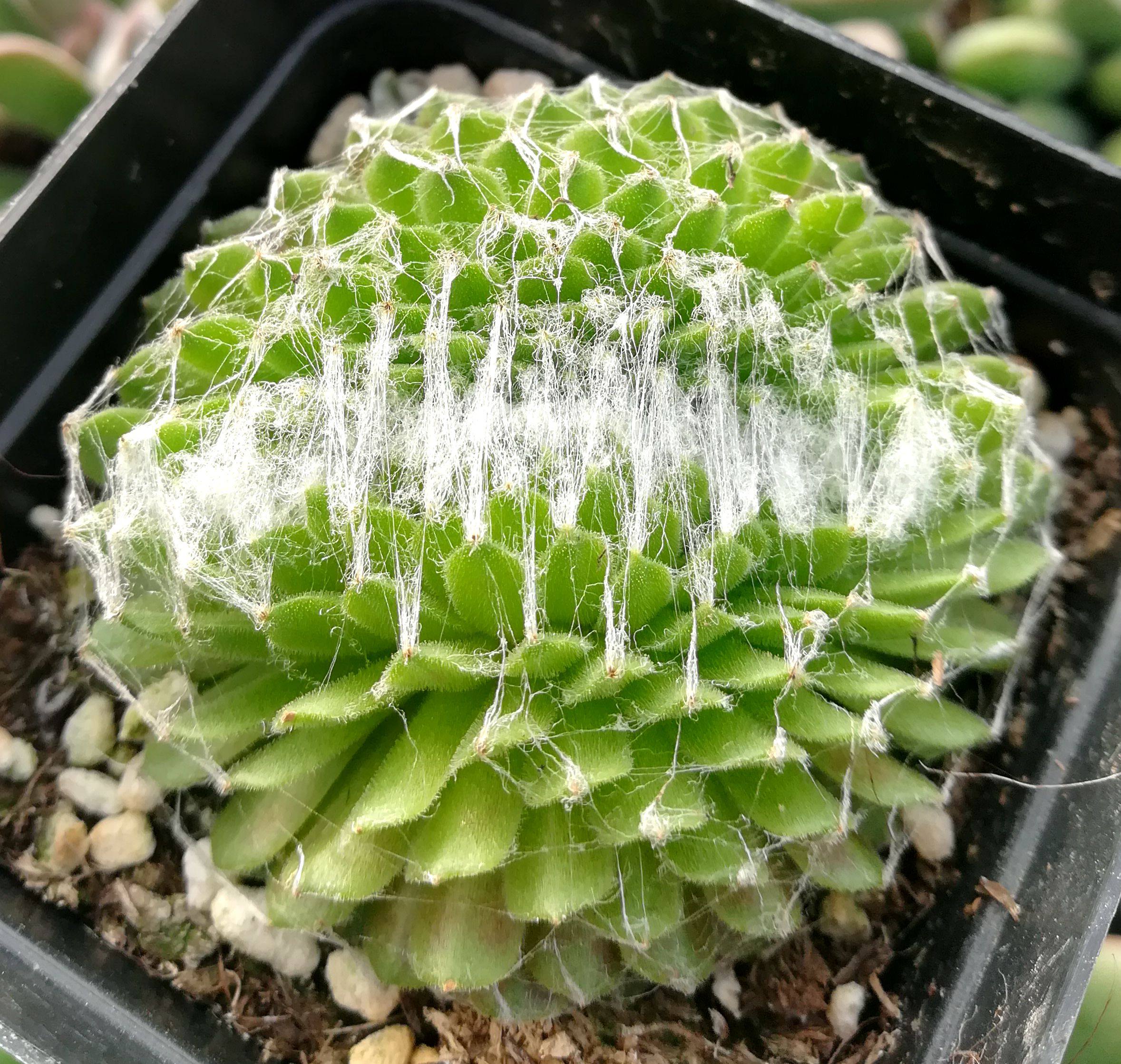 植物多肉蛛丝卷娟缀化防辐射绿植盆栽创意迷你多肉植物