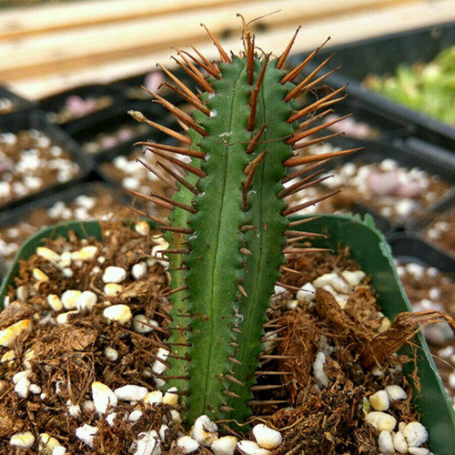 多肉植物红刺麒麟仙人掌防辐射绿植组合盆栽新款多肉植物