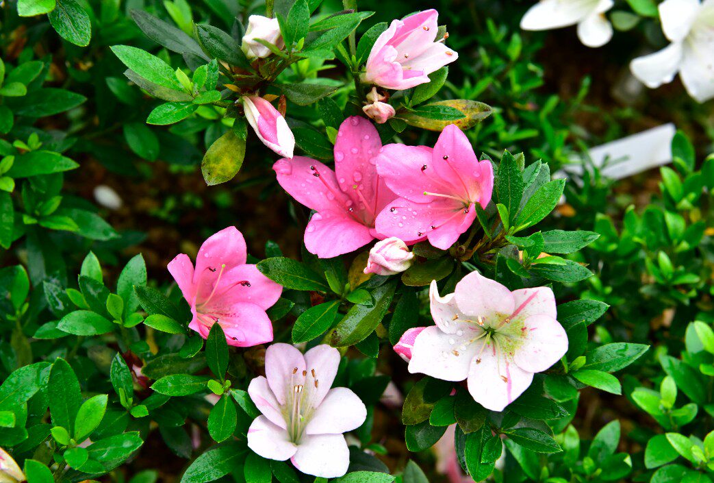 皋月杜鹃幸之sachinoharu时令草本花卉