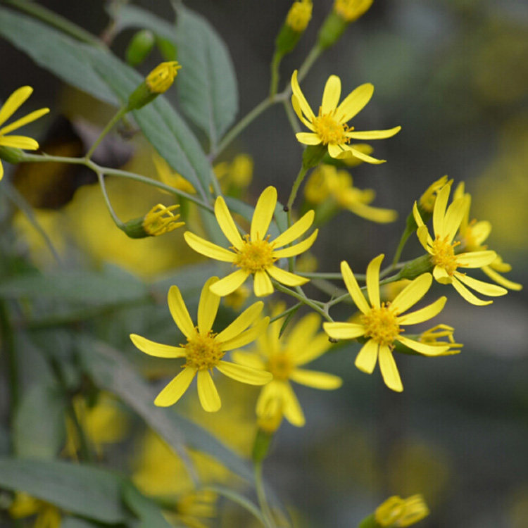 现采新鲜野外中草药材千里光九里明九龙光九岭光500g