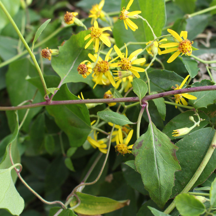 现采新鲜野外中草药材千里光九里明九龙光九岭光500g