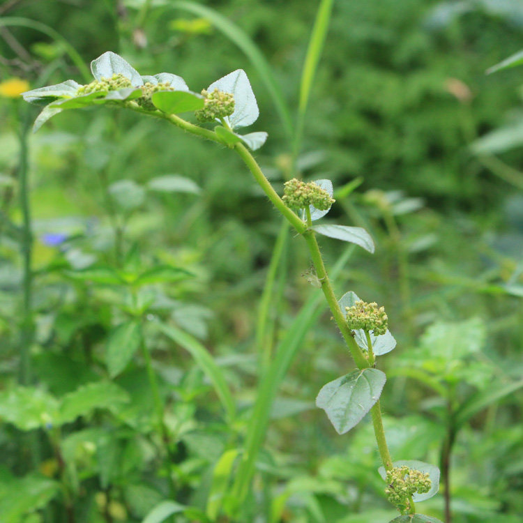 现采新鲜野外中草药材乳籽草飞相草大飞扬草大乳汁草节节花500g