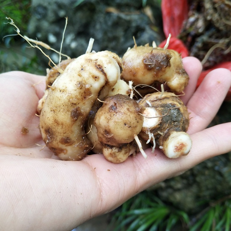 水田正宗新鲜现挖田七屈头鸡现中草药500g深山其他药食同源食品
