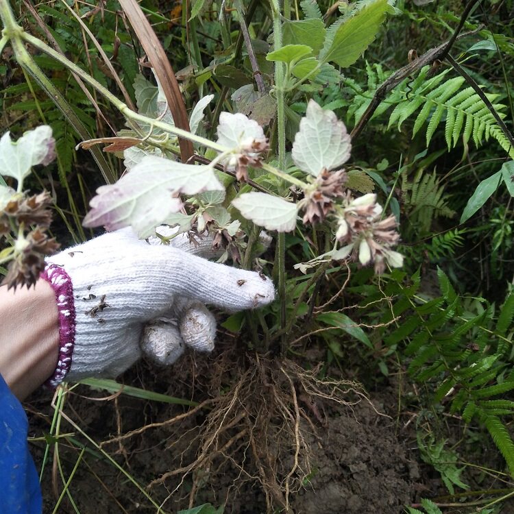 防风中草药新鲜现挖落马衣秽草土藿香排风500g其他药食同源食品