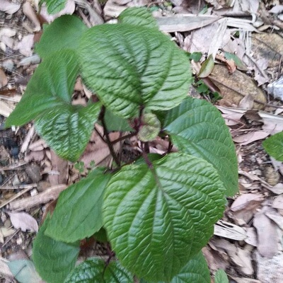 现挖新鲜生臭牡丹根中草材矮桐子臭枫根臭芙蓉野臭牡丹蒸鸡吃500g