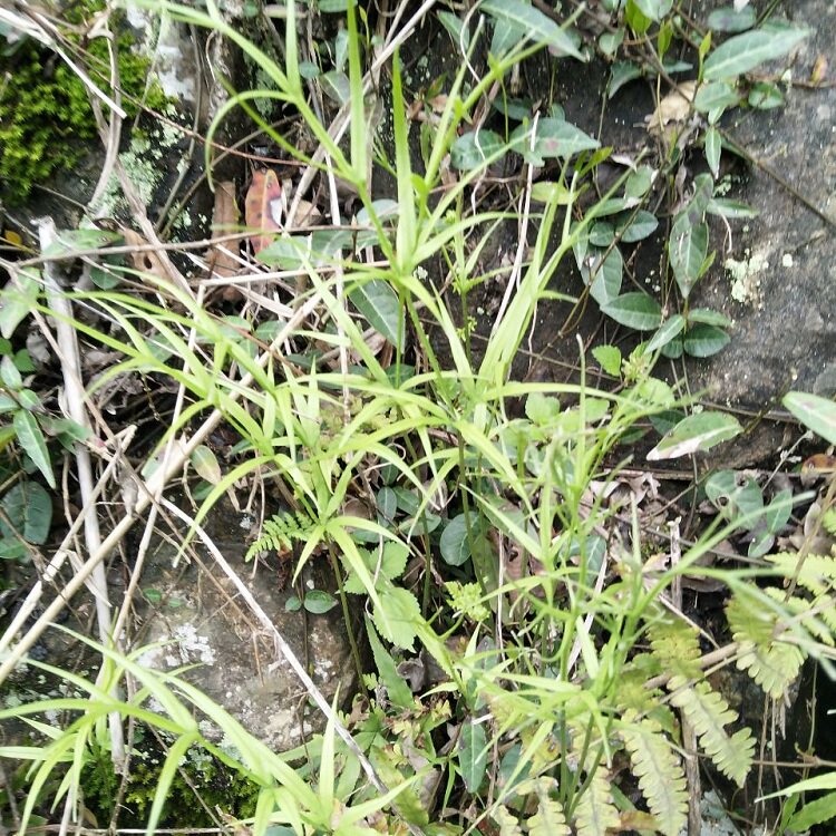 凤尾新鲜现采中草药草金鸡尾鸡脚草栏边草五指其他药食同源食品