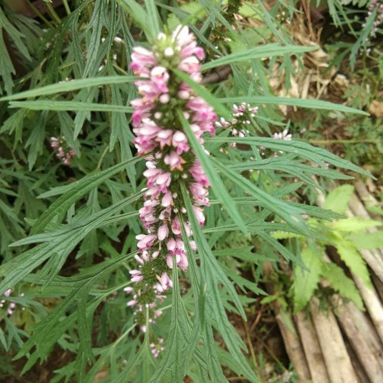 新鲜益母草现挖中药材姨妈泡茶泡脚益母蒿益母艾其他药食同源食品