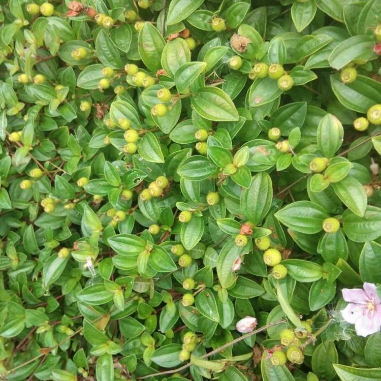 草地新鲜挖地稔地茄子地稔捻草500g现采其他药食同源食品