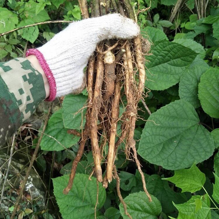 现挖新鲜臭牡丹根中草药材矮桐子臭枫根臭芙蓉臭牡丹根蒸鸡吃500g