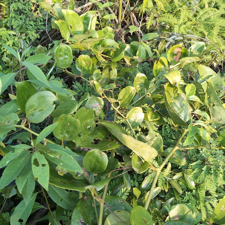金刚中草药新鲜现挖菝葜藤乌鱼刺菱角刺根500g其他药食同源食品