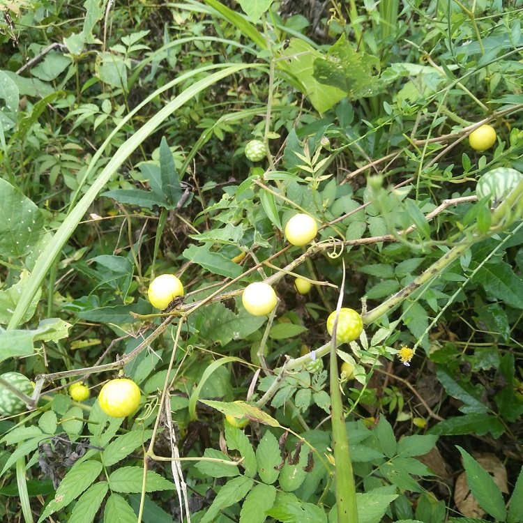 新鲜现采黄果茄牙疼果大苦果野茄果磨莫仔养马其他药食同源食品