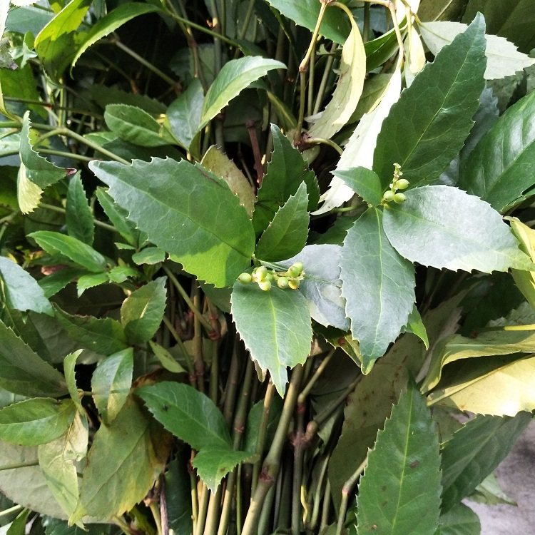 九节接骨中草药500g木水新鲜珊瑚肿节茶草现挖其他药食同源食品