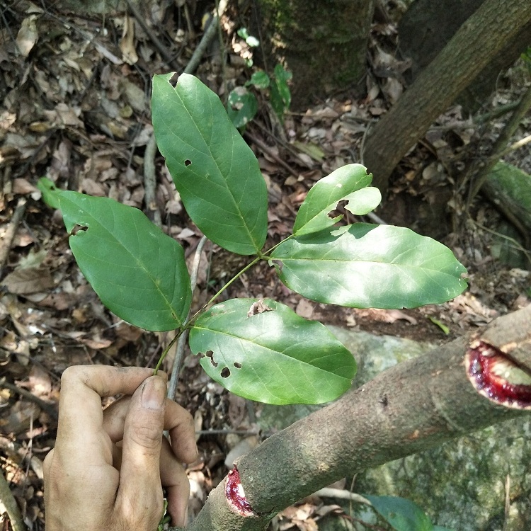 新鲜现采鸡血中草药五味子老人根小血藤女人女人气其他药食同源食品