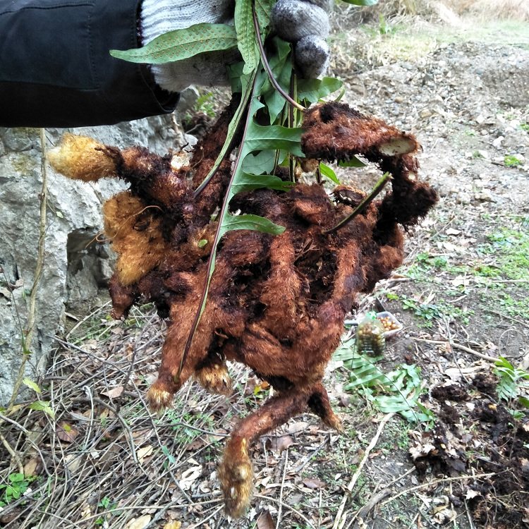 姜汁加蜂蜜的功效与作用_姜汁酒的功效与作用_甘蔗姜汁的功效与作用