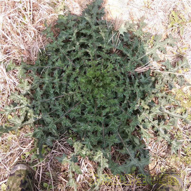 新鲜大蓟根现挖大蓟500g大刺儿菜大刺盖虎蓟马蓟刺蓟山牛蒡中草药