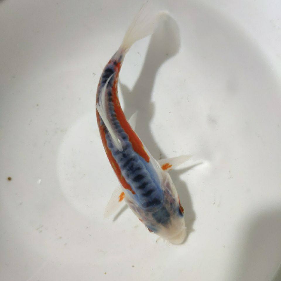 秋翠锦鲤观赏鱼鱼鳞德系蓝背8-20厘米鱼