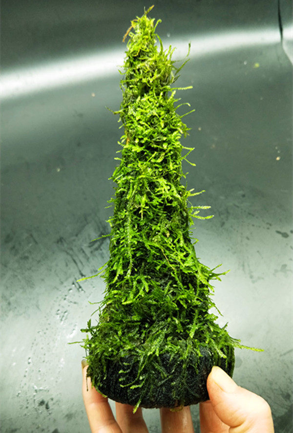 鱼缸水草造景活体三角莫斯沉木莫丝圣诞树懒人水草