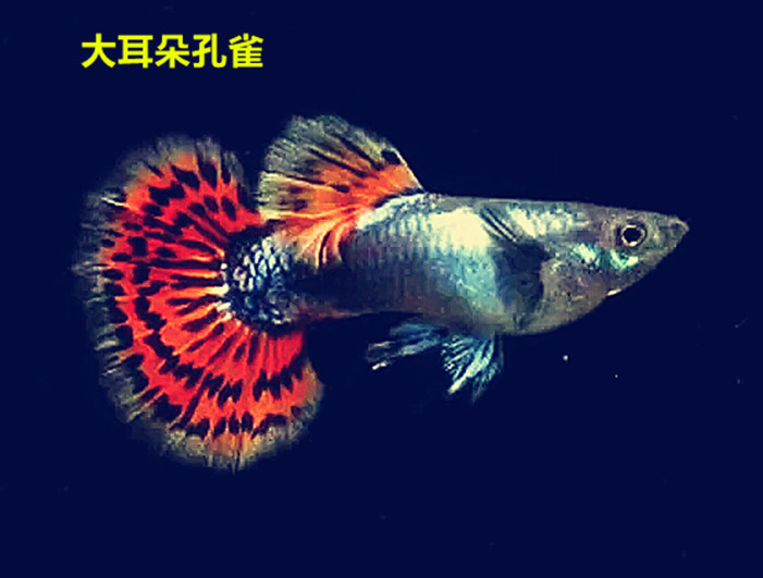 盛慧水族热带鱼孔雀鱼小型鱼观赏活体孔雀集锦