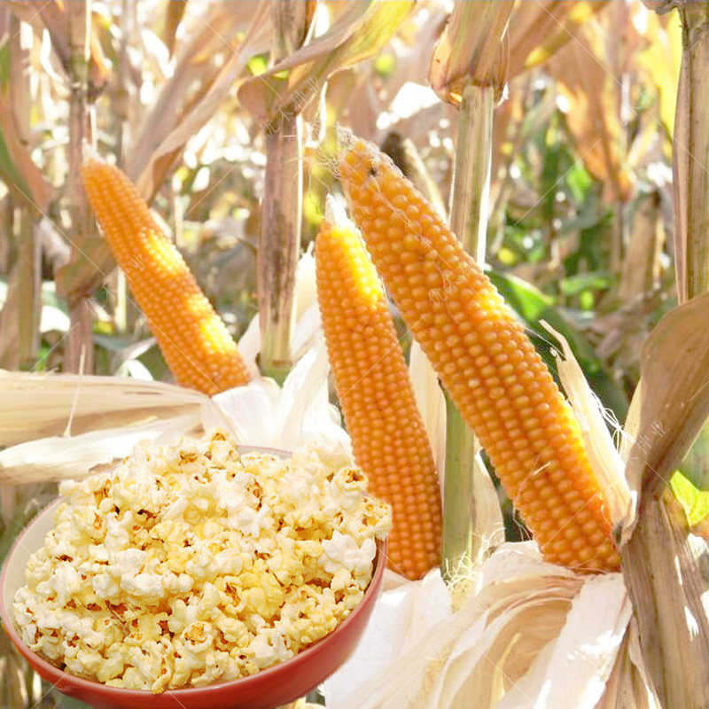 爆花玉米种子爆裂小玉米种籽春夏季苞米农家四季家庭园艺种子