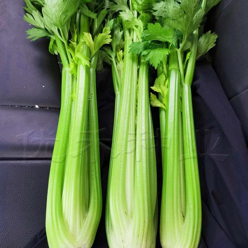 菜种种籽美国西芹种子脆嫩芹菜文图拉四季青菜家庭园艺种子