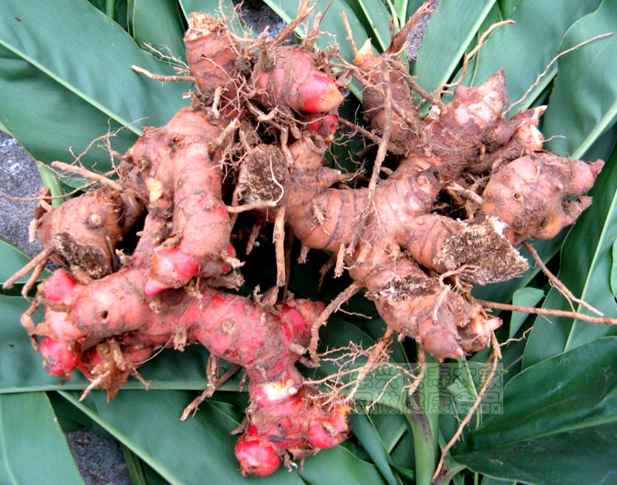 广西新鲜南姜500g山姜高良姜冬阴功汤卤肉香料生姜