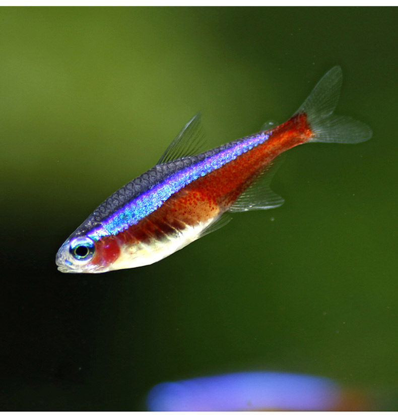 宝莲灯包活野生巴西鱼灯宝莲灯草缸群游鱼活体鱼