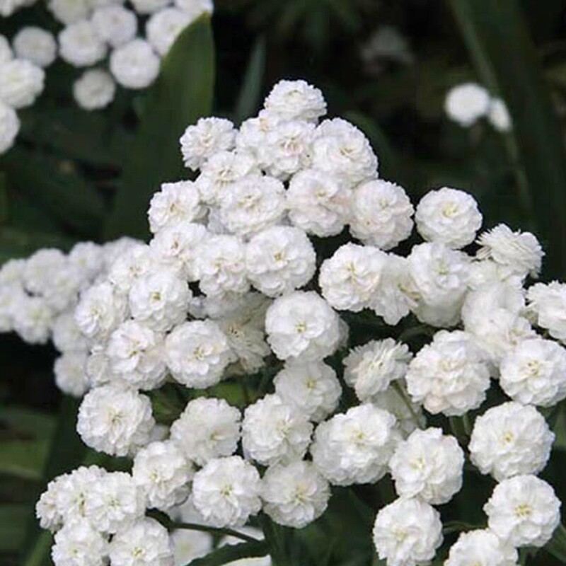 重瓣珍珠蓍草耐寒耐热多年生宿根植物喜阳开花宿根