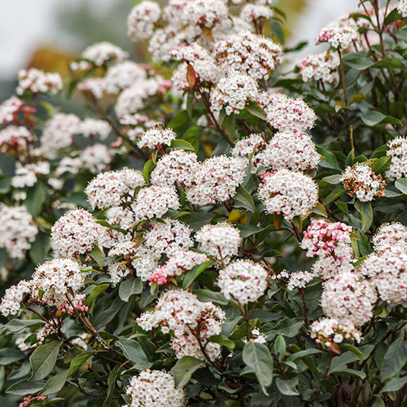 地中海荚蒾常绿盆栽花苗耐寒耐热冬季开花灌木观叶