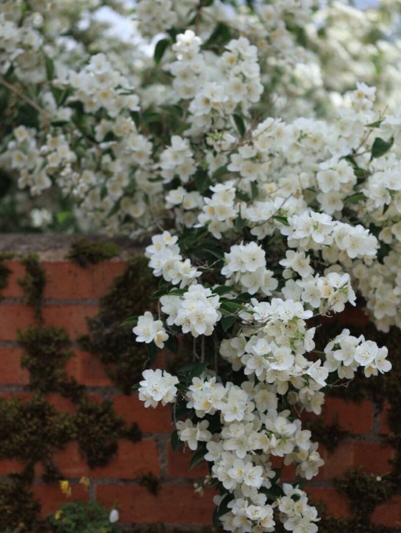 欧洲山梅花纯真灌木夏季开花有香味盆栽花园阳台观叶