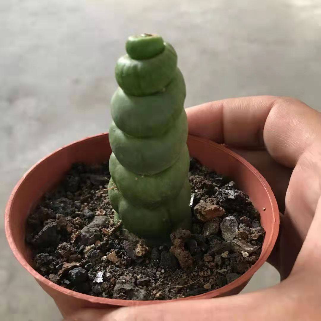 仙人绿竹侧芽竹节型冰糖葫芦柱程程柱可用嫁接繁殖多肉植物