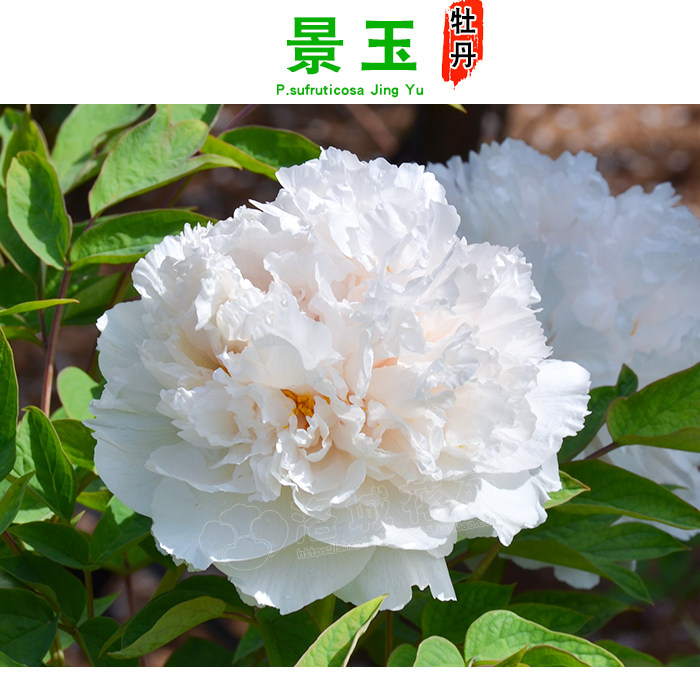 当年景玉赛雪塔盆栽重瓣花卉开花花苗企业牡丹时令草本花卉