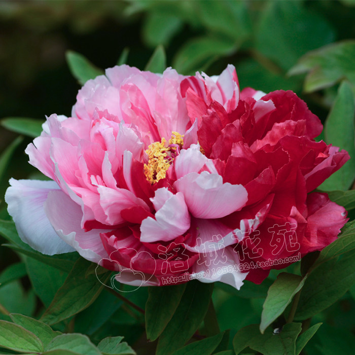正宗洛阳牡丹牡丹花花苗盆栽大苗千层重瓣观赏时令草本花卉