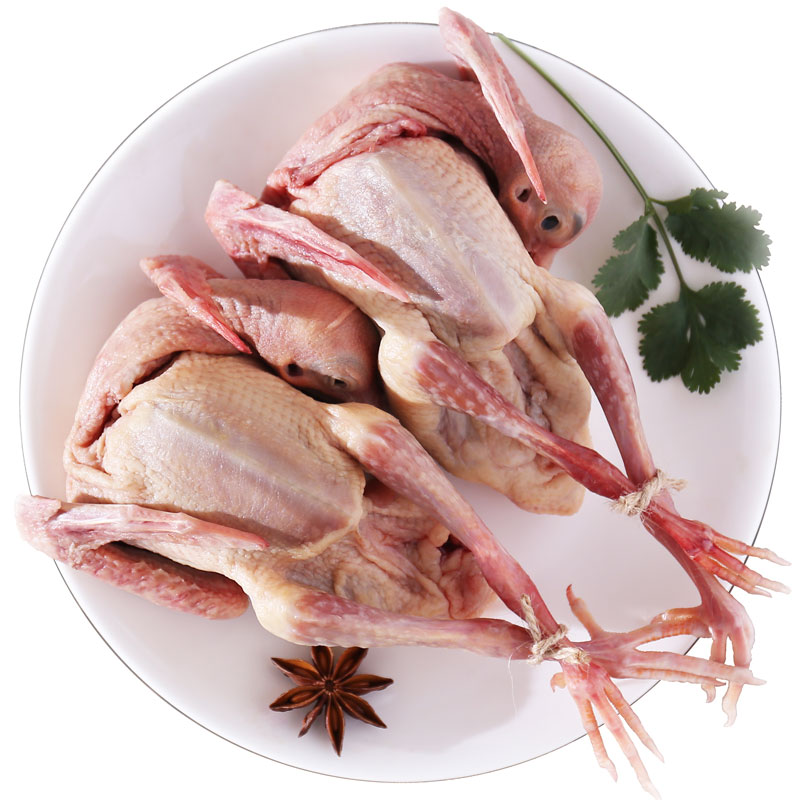 现杀活体土鸽农家散养杂粮喂养新鲜鸽肉包邮购3只单只鸽子肉