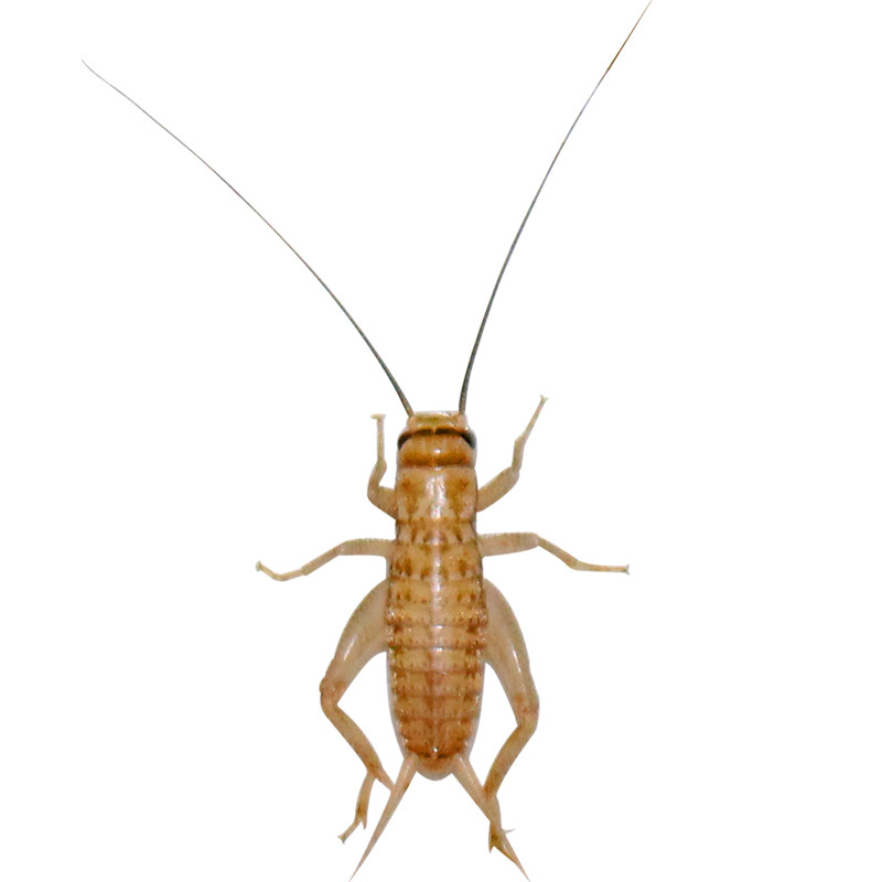 白蟋蟀守宫包活包饲料爬宠龙鱼蜘蛛蜥蜴葫芦蛐蛐蟋蟀