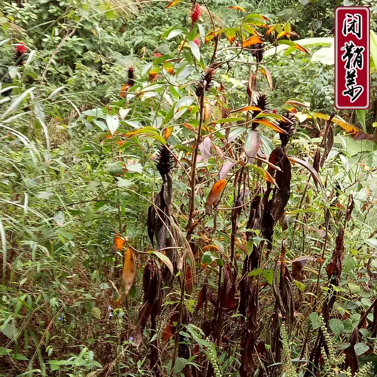 顺丰速发无硫正品野生中草药闭鞘姜白石笋樟柳头观音姜山冬笋