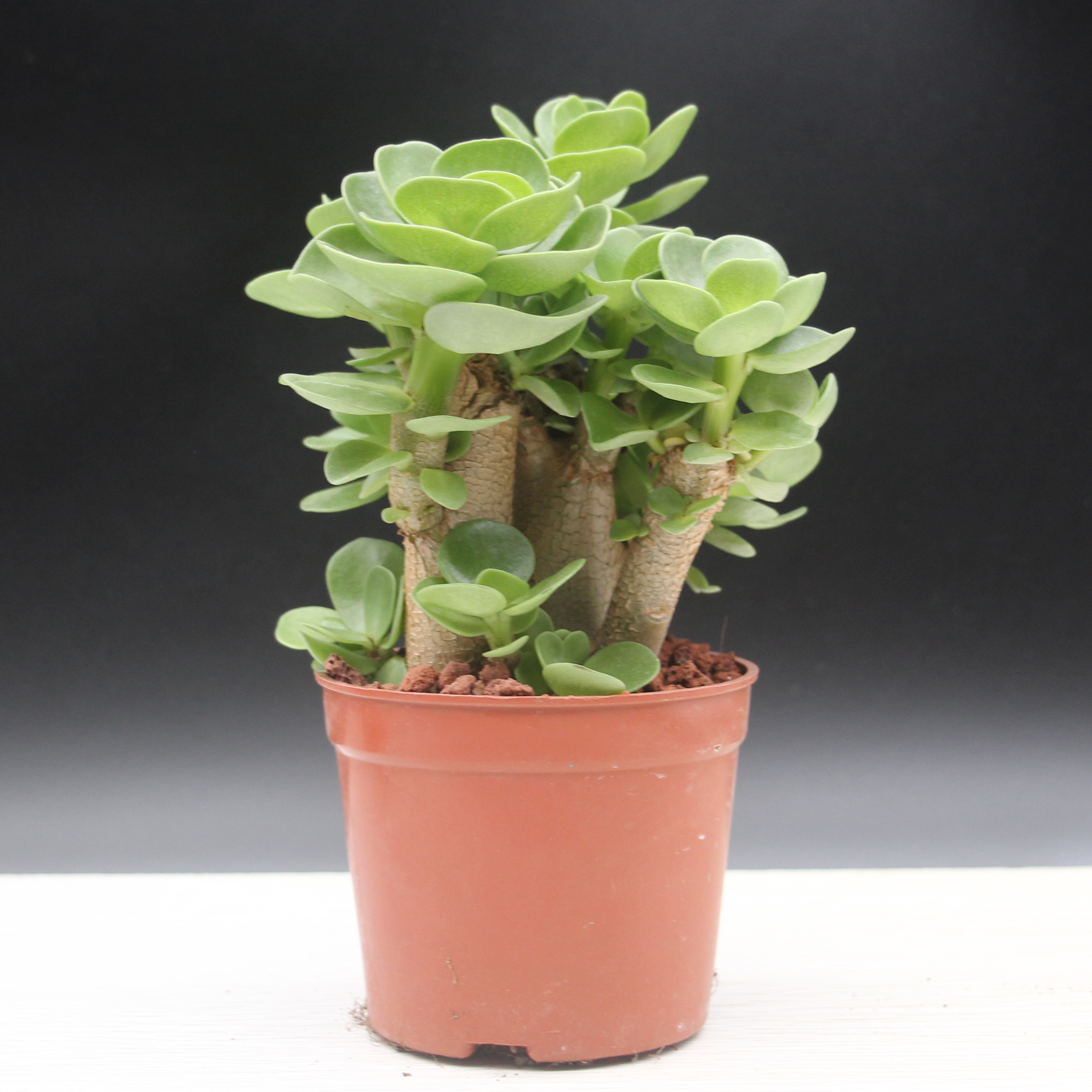 老桩多多阳台容易钱多多带盆金钱多肉钱盆栽包邮多肉植物