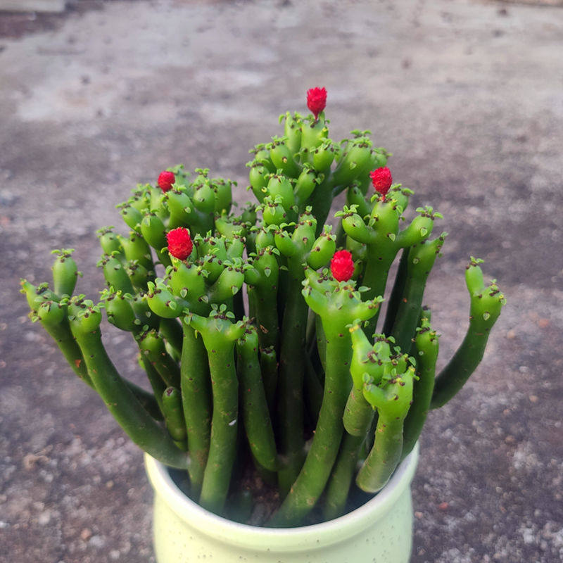 盆栽好运绿植桌面室内办公室办公植物招财棍多多肉植物