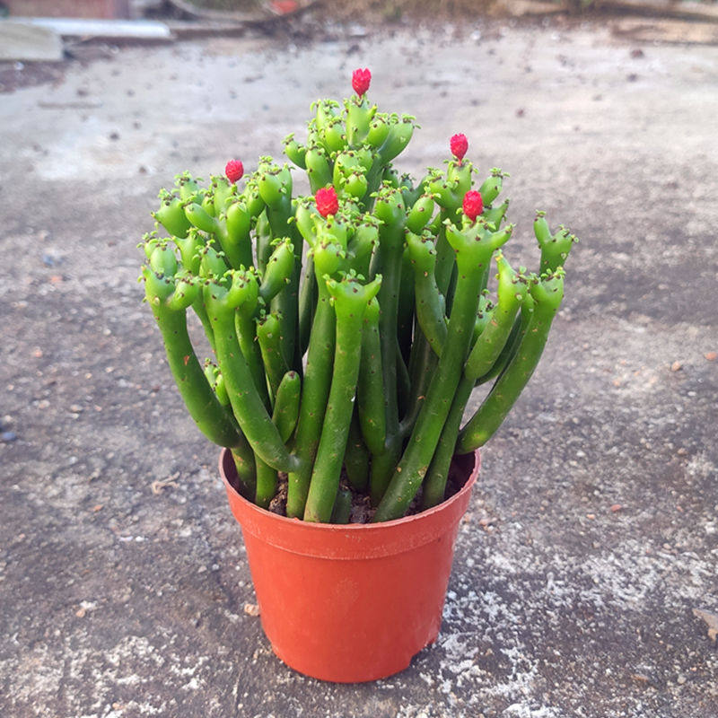 盆栽好运绿植桌面室内办公室办公植物招财棍多多肉植物