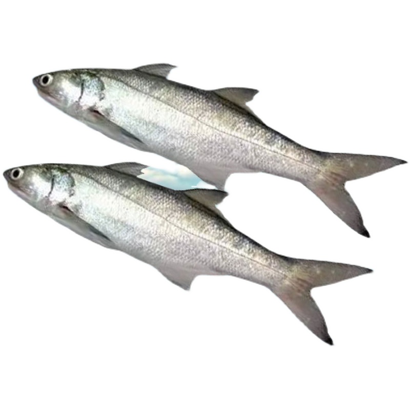 海鱼广东特产马友超大湛江新鲜海钓徐闻深海马鲛鱼