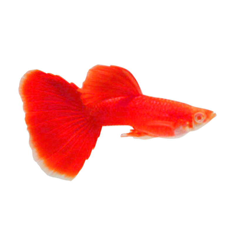 孔雀纯种血红美国全红白子红礼礼服活体热带鱼鱼