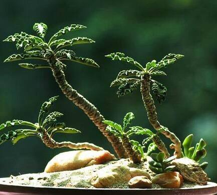 多肉砍头皱叶麒麟超萌奇趣植物容易养成盆景多肉植物