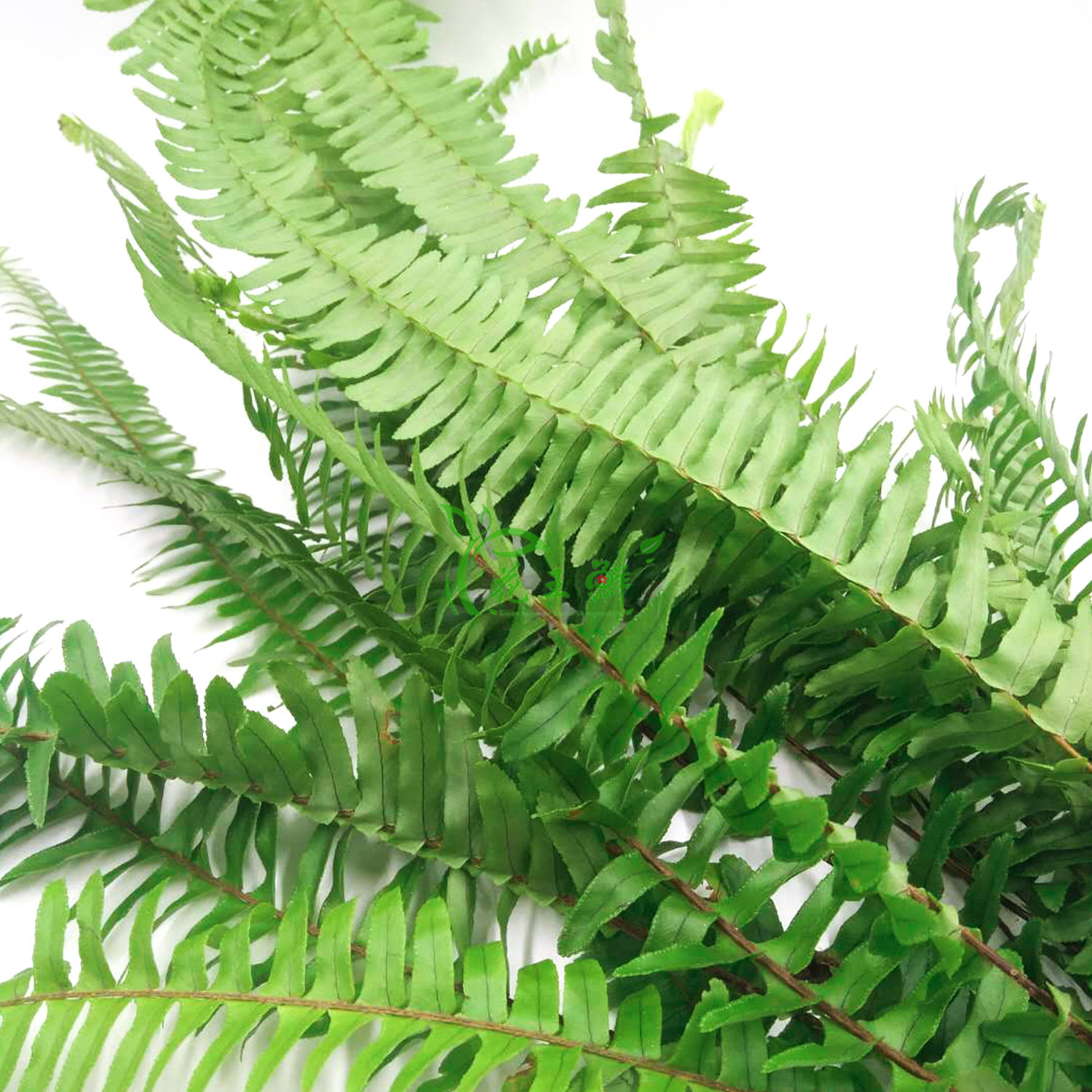 新鲜海草排草蕨类20支食用酒店饭店西餐摆菜盘时令草本花卉