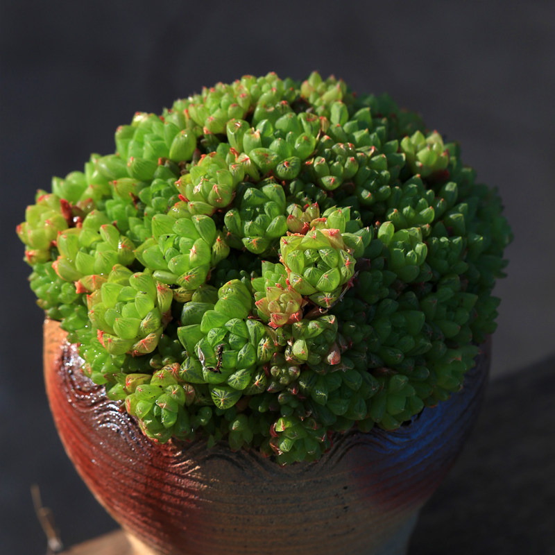 玉露多肉植物巨大群生带盆发货云南包邮特价多肉植物