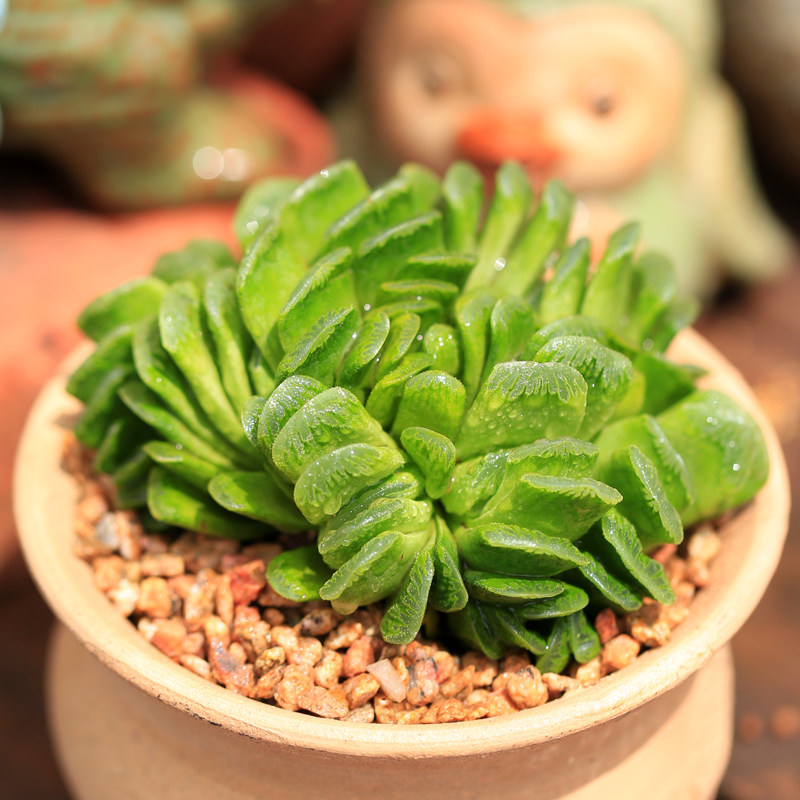 玉扇玉露多肉植物大株群生带盆发货窗台桌面多肉植物